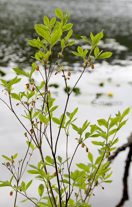 沼泽越橘（Vaccinium uliginosum）